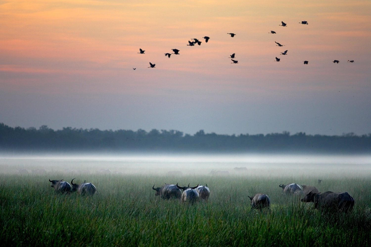 Bamurru Plains, Northern Territory - Australia
