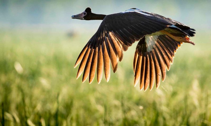 Bamurru Plains, Northern Territory - Australia