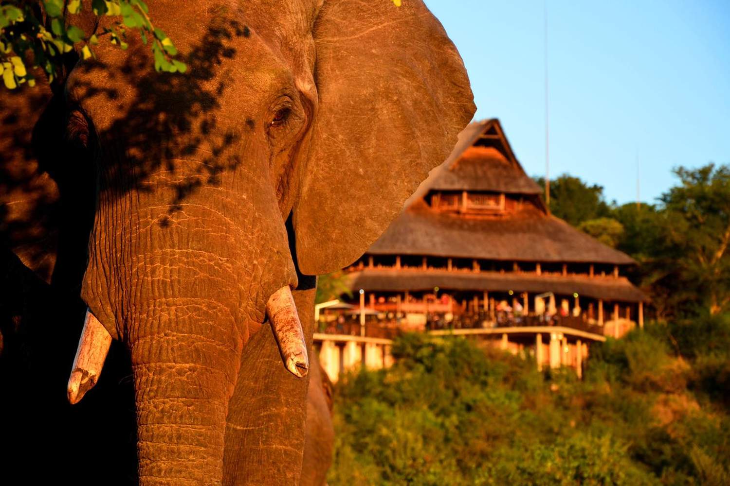 Victoria Falls Safari Lodge - Zimbabwe