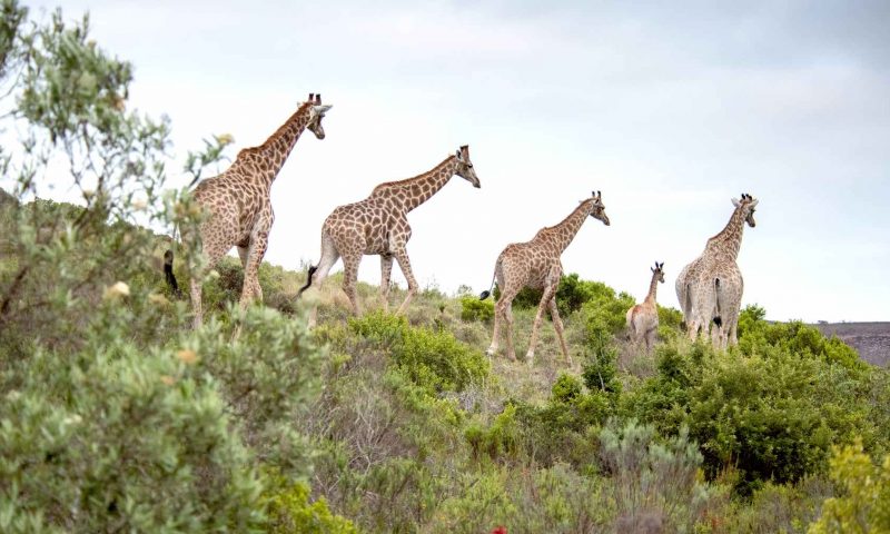 Gondwana Game Reserve, Western Cape - South Africa