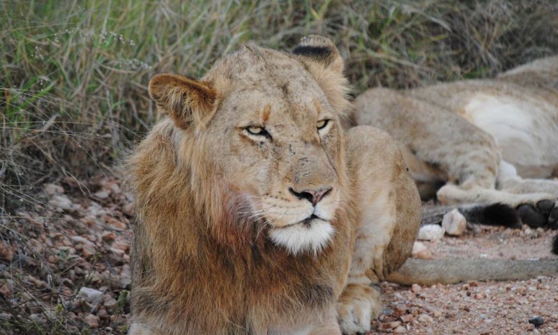 Nyati Safari Lodge, Limpopo - South Africa