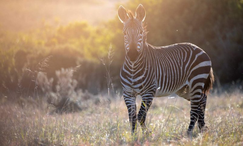 Gondwana Game Reserve, Western Cape - South Africa