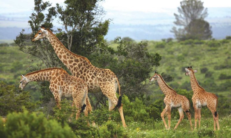 Kariega Game Reserve River Lodge, Eastern Cape - South Africa