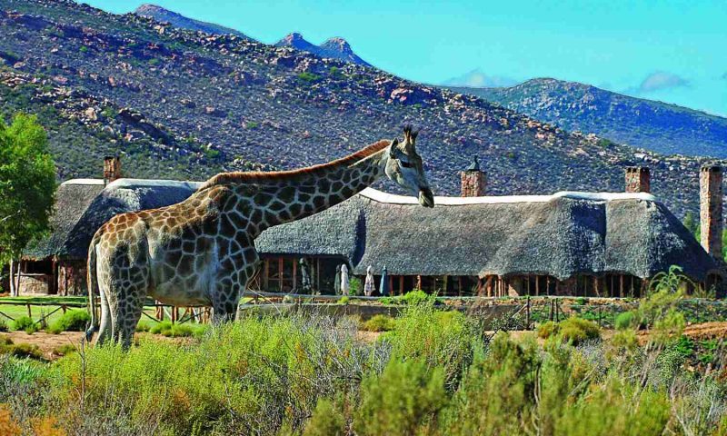 Aquila Private Game Reserve & Spa, Western Cape - South Africa