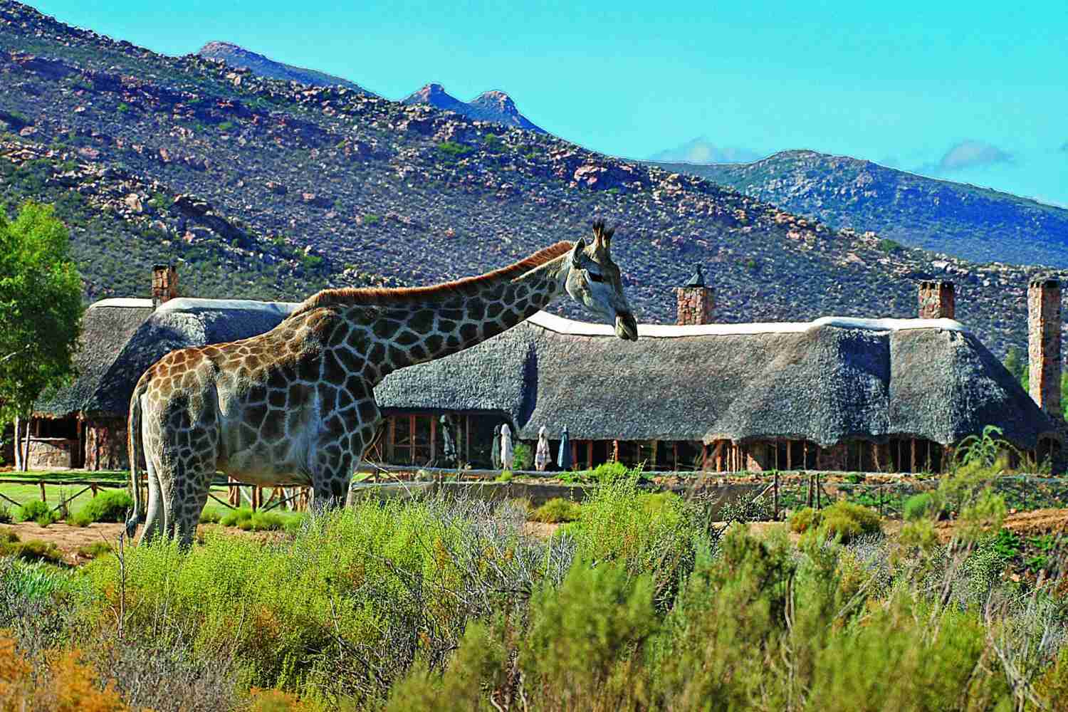 Aquila Private Game Reserve & Spa, Western Cape - South Africa