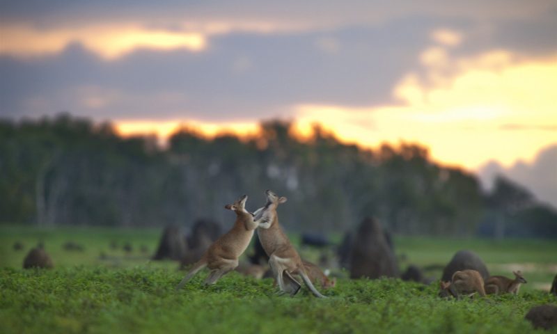 Bamurru Plains, Northern Territory - Australia