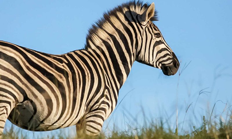 Oceana Beach and Wildlife Reserve, Eastern Cape - South Africa