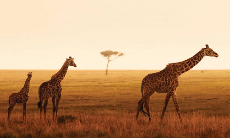 Four Seasons Serengeti Safari Lodge - Tanzania