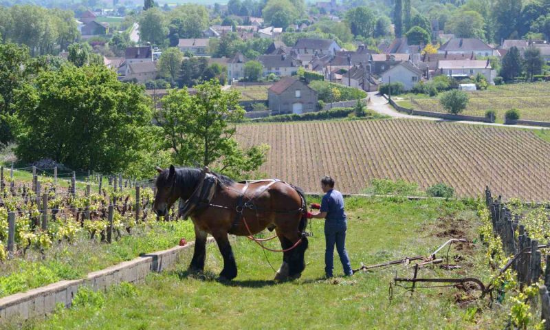 Les Deux Chèvres Gevrey-Chambertin, Burgundy - France