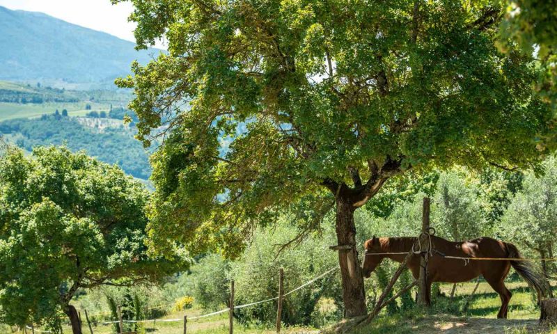 Fattoria Lavacchio Pontassieve, Tuscany - Italy