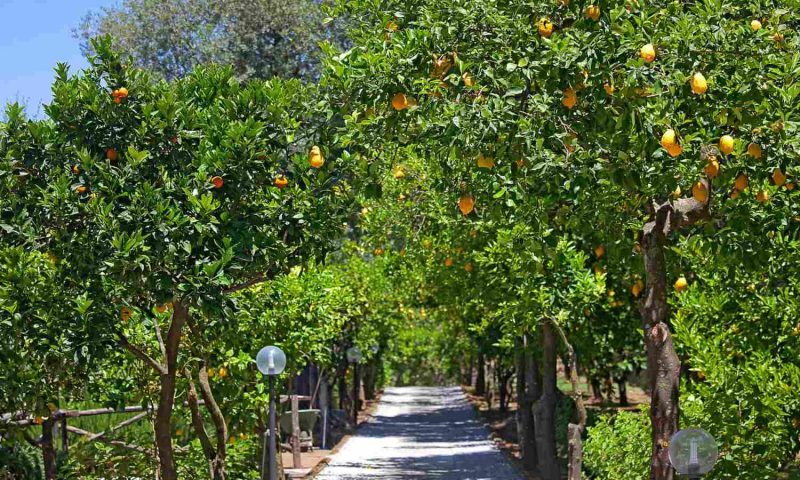 Villa Oriana Relais Sorrento, Campania - Italy