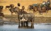 Nambiti Plains Lodge, KwaZulu-Natal - South Africa