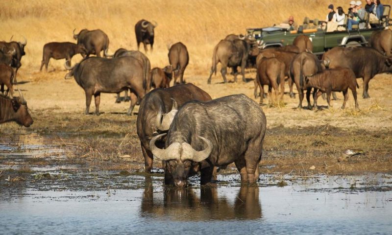 Nambiti Plains Lodge, KwaZulu-Natal - South Africa