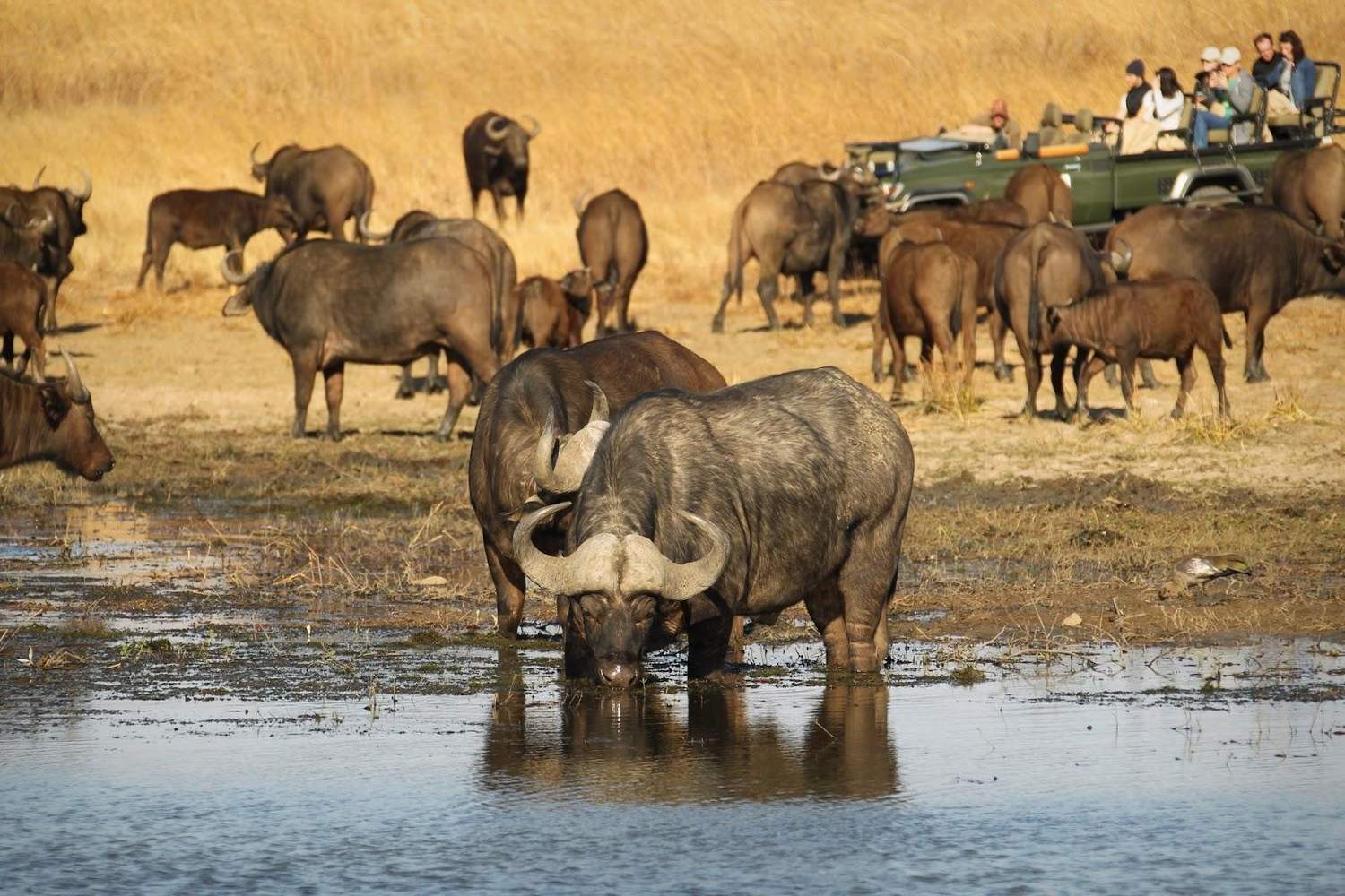 Nambiti Plains Lodge, KwaZulu-Natal - South Africa