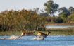 Jao Camp Botswana