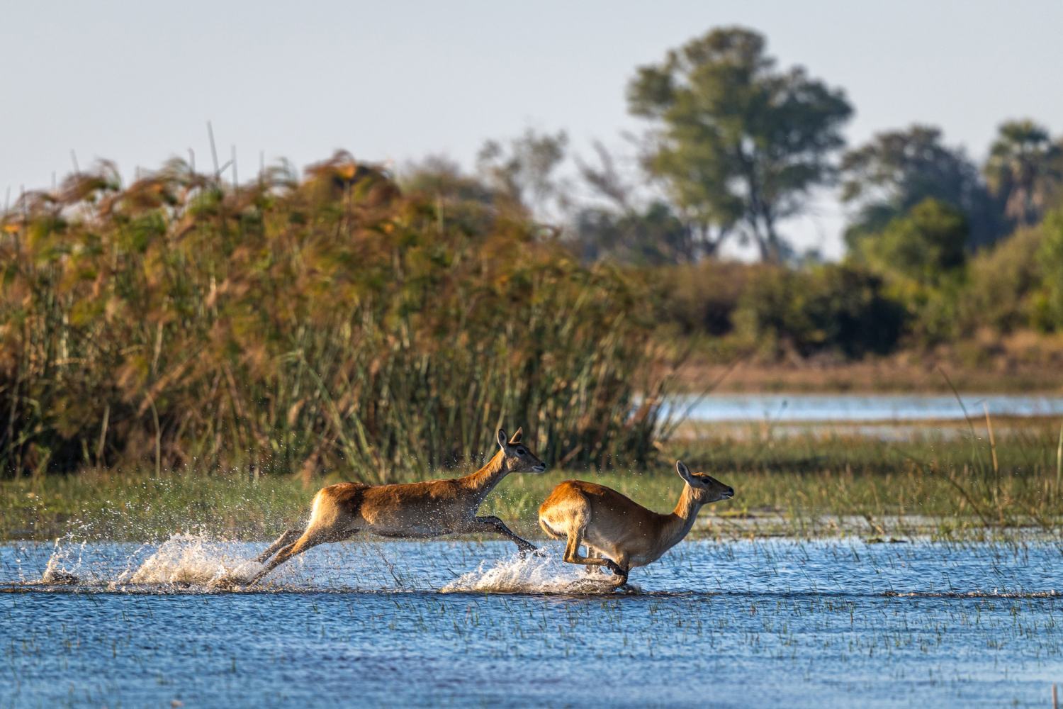 Jao Camp Botswana
