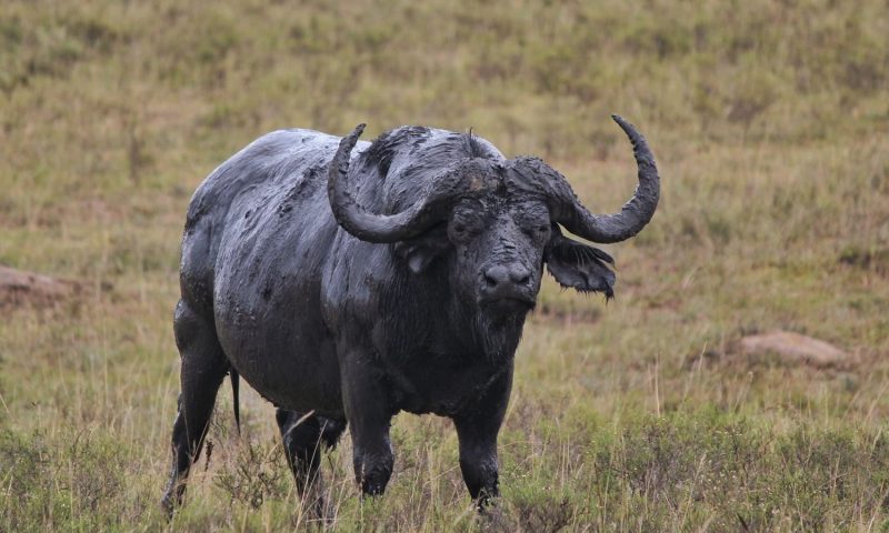 Woodbury Lodge – Amakhala Game Reserve, Eastern Cape - South Africa
