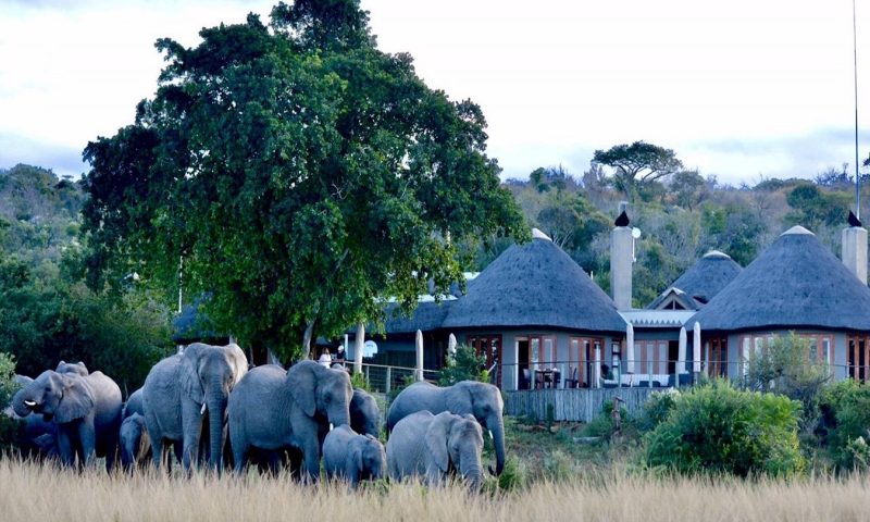 Nambiti Plains Lodge, KwaZulu-Natal - South Africa