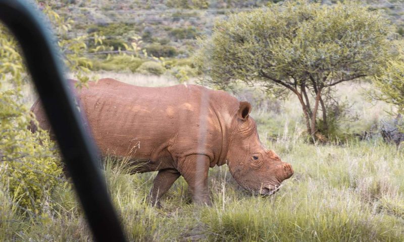 Black Rhino Game Lodge - South Africa