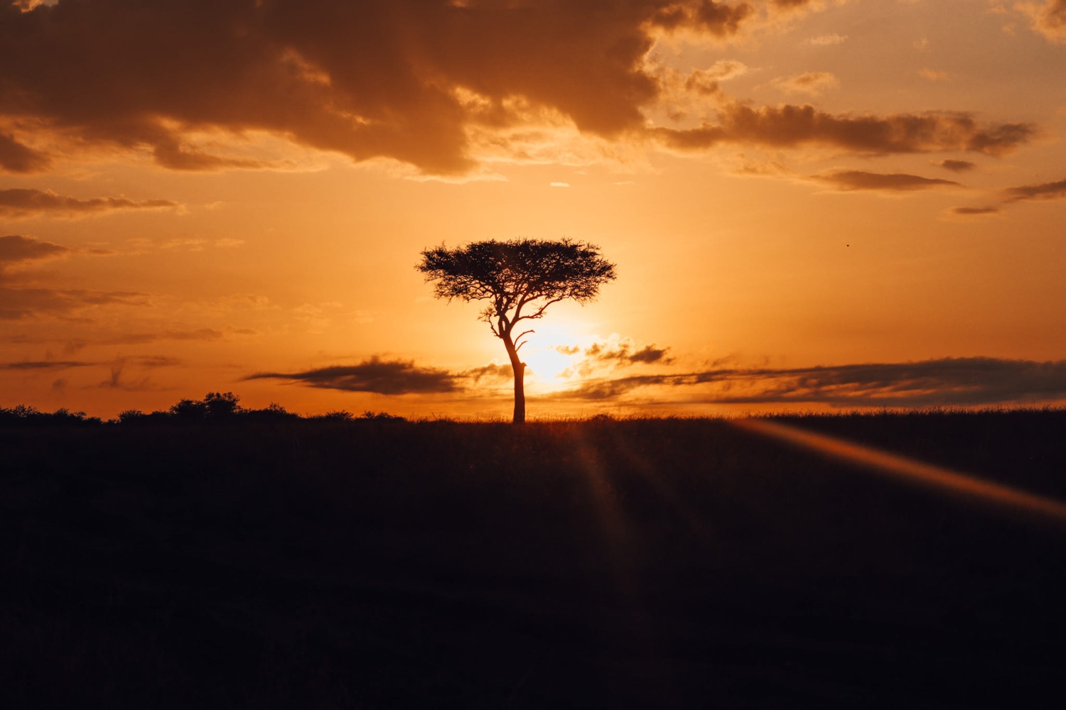 Mara Eden Safari Camp - Kenya