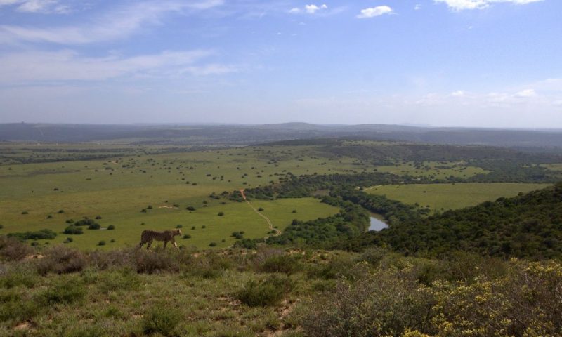 Bukela Game Lodge - Amakhala Game Reserve, Eastern Cape - South Africa