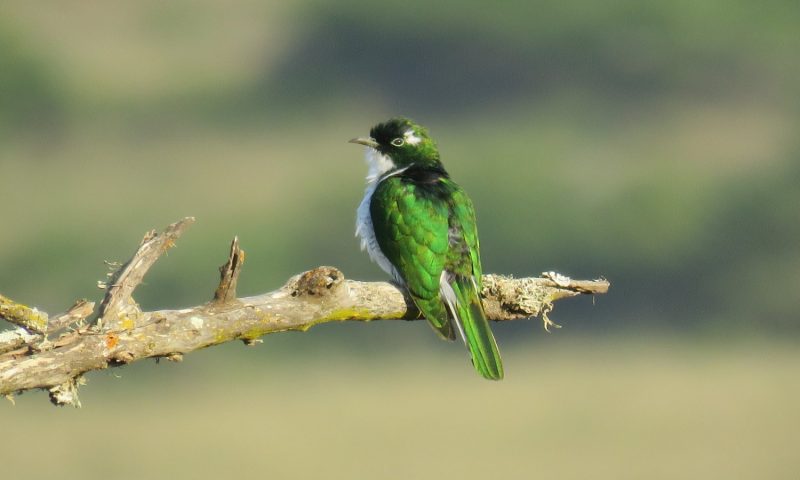 Woodbury Lodge – Amakhala Game Reserve, Eastern Cape - South Africa