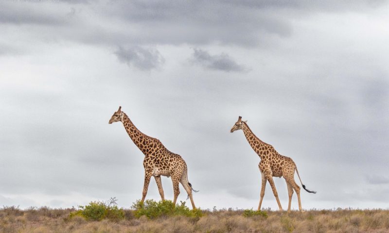 Woodbury Lodge – Amakhala Game Reserve, Eastern Cape - South Africa