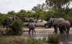 Elephant Plains Game Lodge, Mpumalanga - South Africa