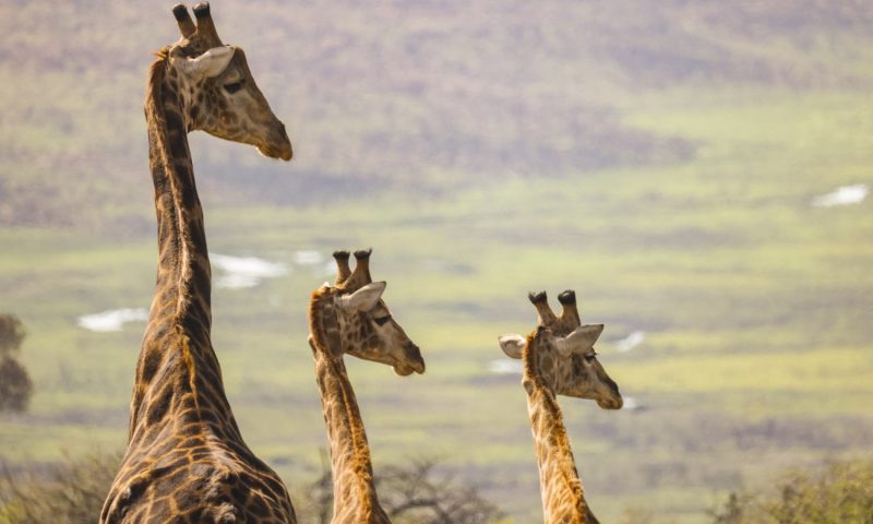 Nambiti Plains Lodge, KwaZulu-Natal - South Africa