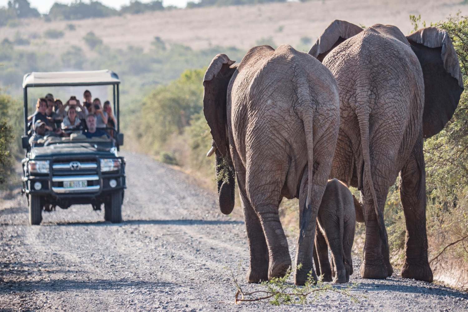 Bukela Game Lodge - Amakhala Game Reserve, Eastern Cape - South Africa