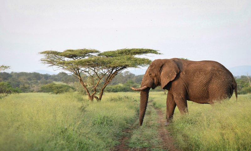 Mavela Game Lodge - South Africa