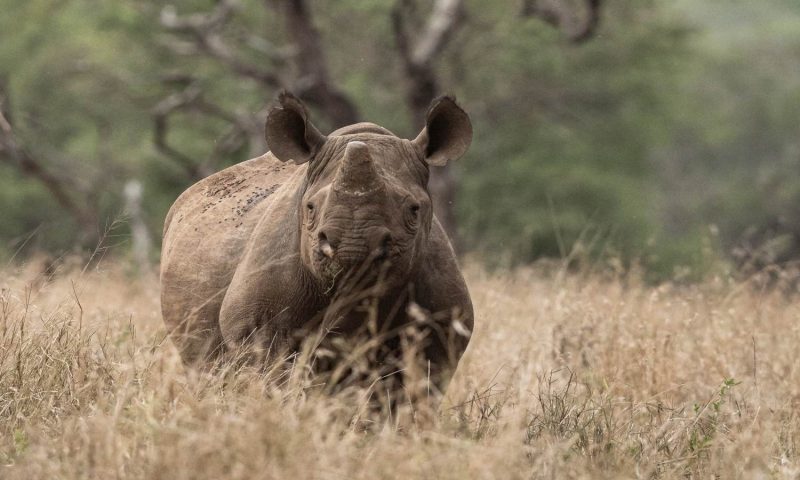 Mavela Game Lodge - South Africa