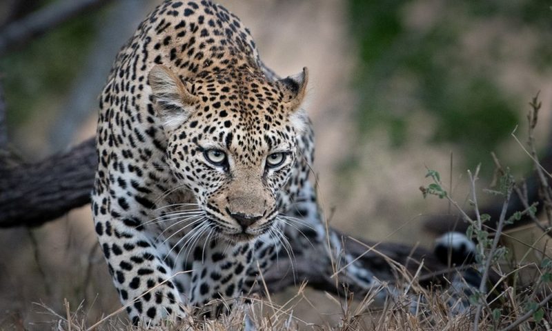 Mavela Game Lodge - South Africa