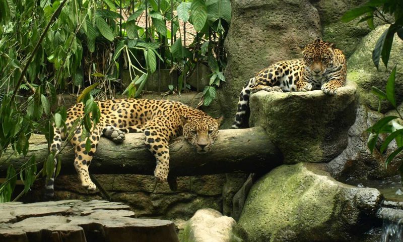 Peace Lodge - Costa Rica