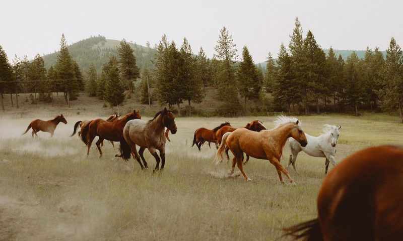 Riverview Ranch Montana - United States Of America