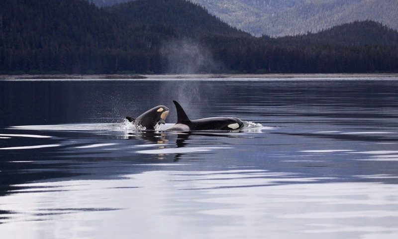Soaring Eagle Lodge Alaska - United States Of America