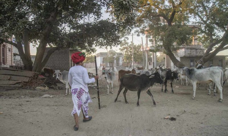 Rawla Narlai, Rajasthan - India