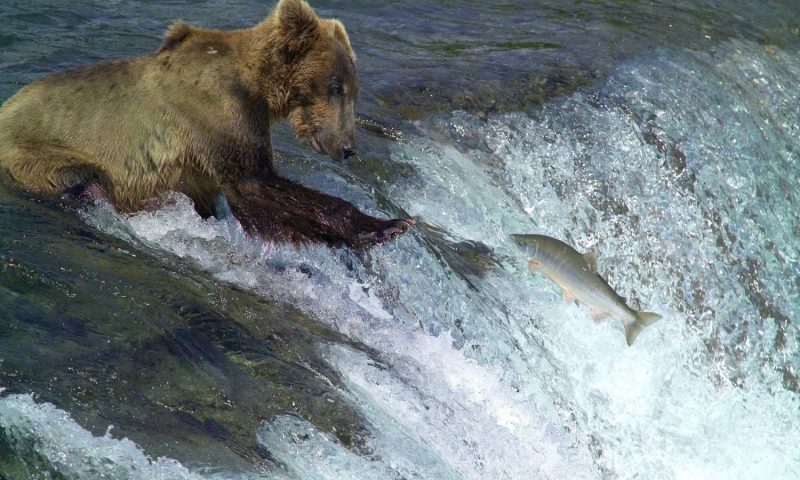 Soaring Eagle Lodge Alaska - United States Of America