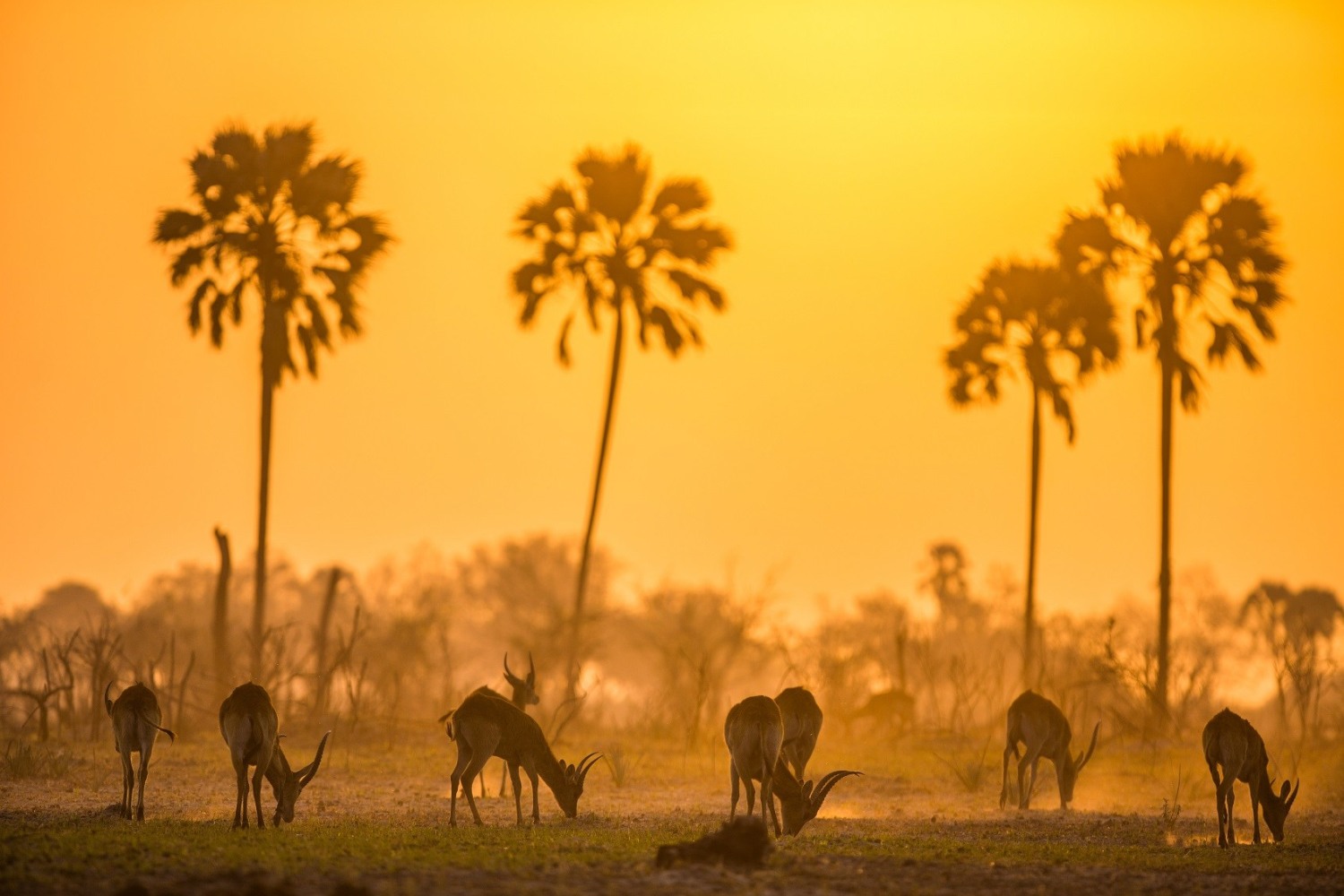 Sandibe Okavango Safari Lodge - Botswana