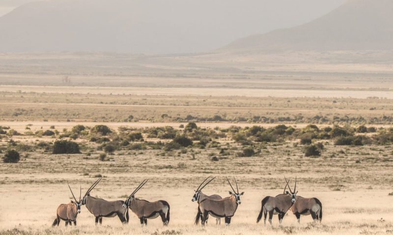 Samara Karoo Reserve, Eastern Cape - South Africa