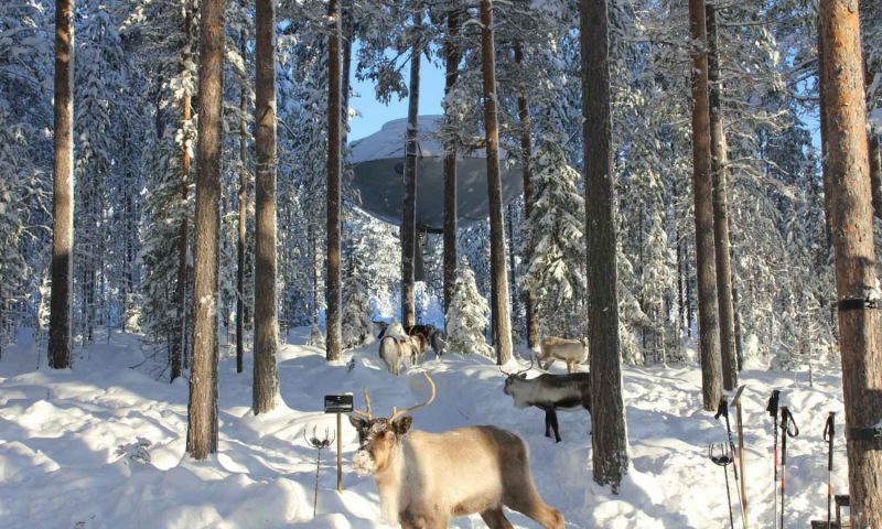 Tree Hotel Harads - Sweden