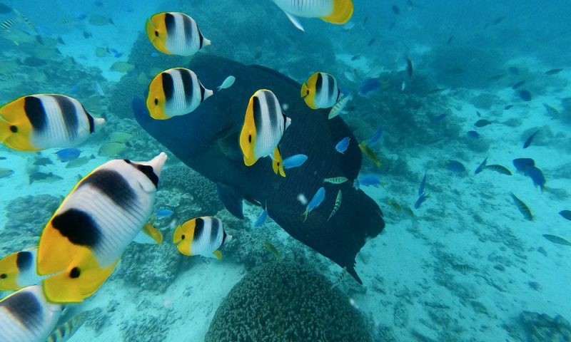 Etu Moana Boutique Villas Aitutaki - Cook Islands
