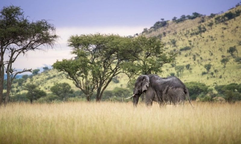 Singita Grumeti Sasakwa Lodge - Tanzania