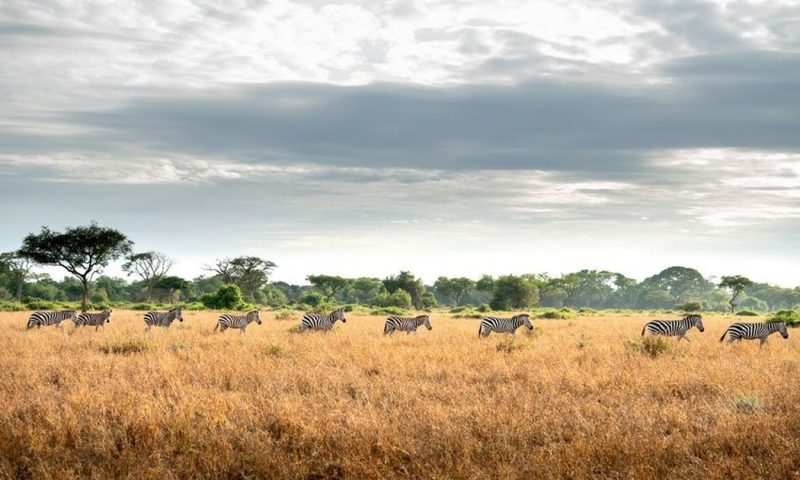Singita Grumeti Sasakwa Lodge - Tanzania